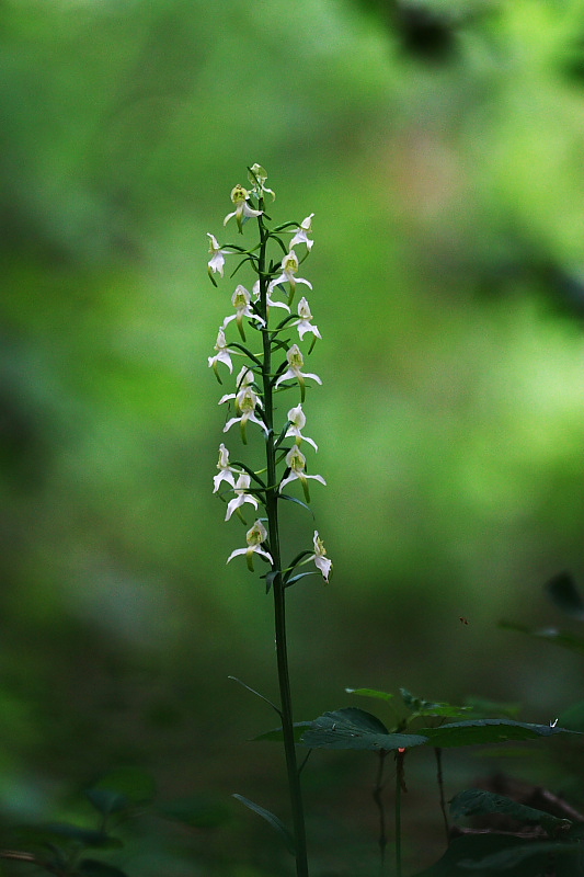 Platanthera chlorantha e altro.